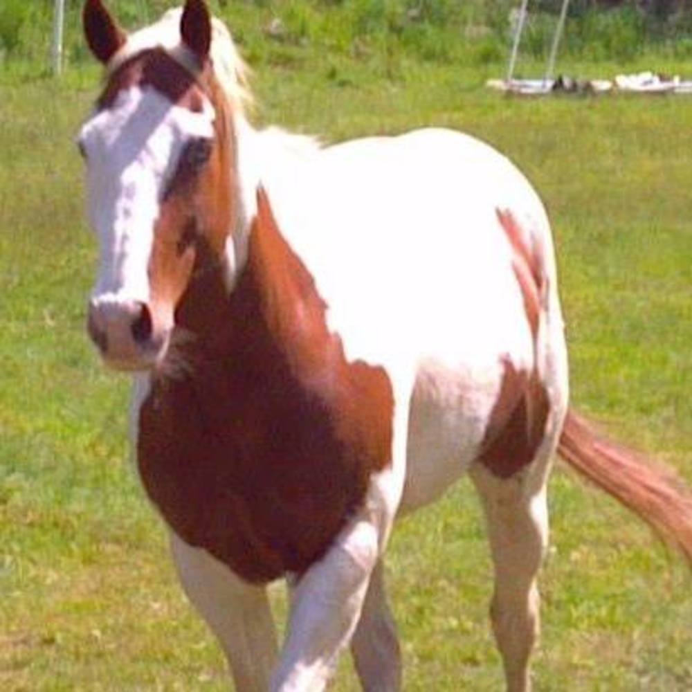 Meet your Posher, Sofia